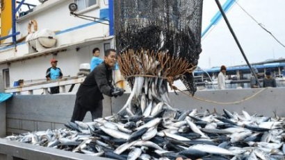 Do đâu, giá cá ngừ thế giới giảm mãi không tăng?