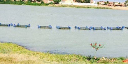Brazil: Giá tôm tăng do bệnh đốm trắng