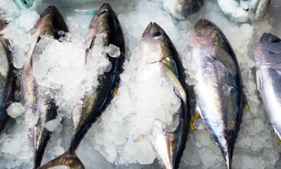 Xuất khẩu cá của Brazil bị cấm tại EU