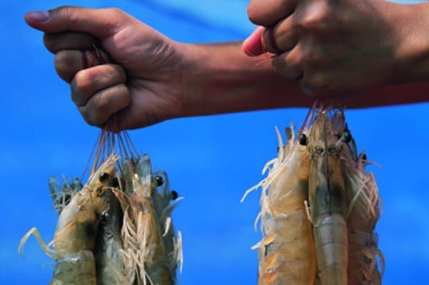 Mỹ: Nhập khẩu tôm tiếp tục tăng trong tháng 4/2020 dù Covid