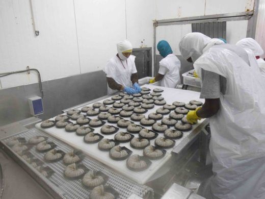 Giá tôm Ecuador tăng nhẹ