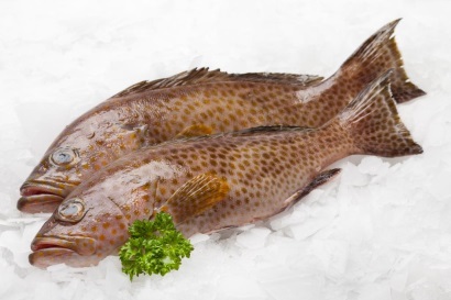 Mỹ: Xây dựng thị trường cá cỡ đĩa có thể ‘đổi mới