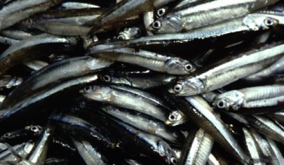 Peru Sản lượng cá cơm tăng đẩy giá bột cá giảm