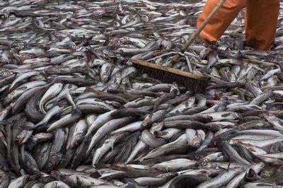 Giá cá minh thái H&G của Nga tăng 