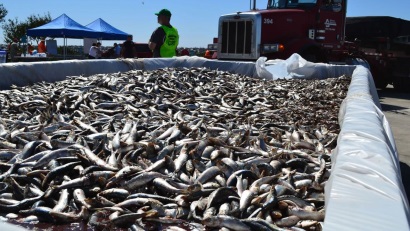 Brazil: Sản lượng cá mòi giảm mạnh trong những năm gần đây