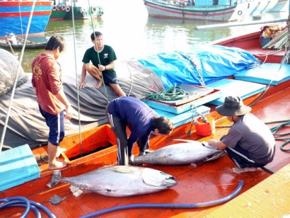 Bình Định: Sản lượng đánh bắt cá ngừ tăng cao