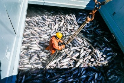 Hy vọng mới cho nguồn lợi cá ngừ toàn cầu 