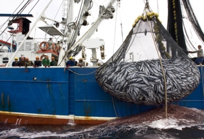 Tập đoàn RD tăng sản lượng cá ngừ chứng nhận MSC 