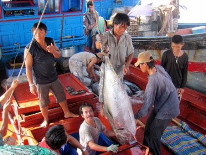 Cá ngừ đại dương được mùa, được giá
