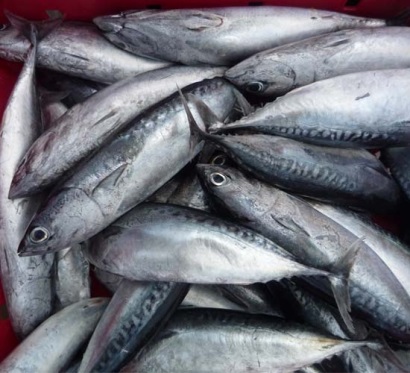 Nhật Bản kêu gọi không khai thác cá ngừ vây xanh nhỏ cho đến cuối tháng 6/2018