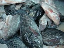 Mỹ: Giá cá rô phi giảm, giá tôm tăng