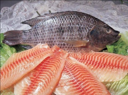 Năm 2015, giá cá rô phi trên thị trường giảm 
