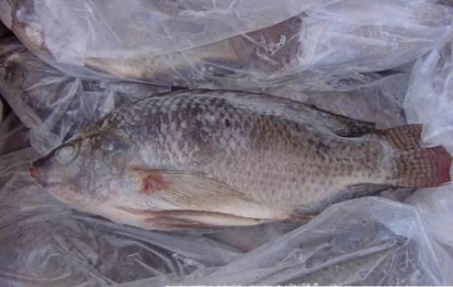 Mỹ: Nhập khẩu cá rô phi giảm