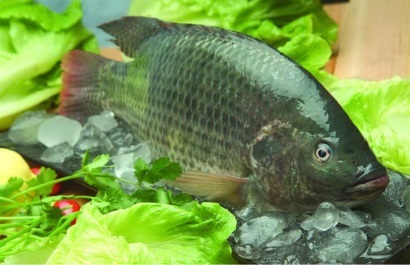 Công ty cá rô phi Trung Quốc đẩy mạnh sản phẩm hữu cơ 