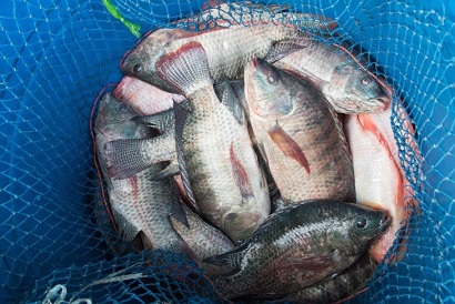 Honduras: Xuất khẩu cá rô phi giảm 17% 