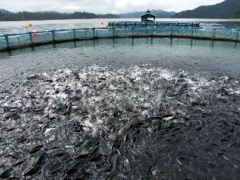 Ấn Độ: Cơ hội cho người nuôi với cá rô phi cải tiến gen