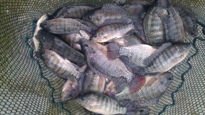 Brazil: GeneSeas mở rộng sản xuất cá rô phi, xây dựng nhà máy mới