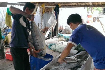 Cà Mau: Ngư dân phấn khởi vì trúng đậm cá thu