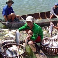 Đồng Tháp: Giá cá tra nguyên liệu tăng