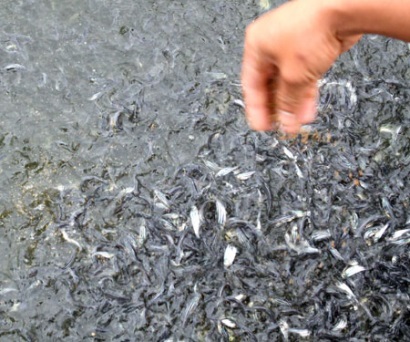 Sản xuất cá giống chất lượng cao: Giải pháp nâng tầm cá tra Việt