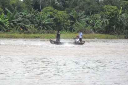 Cá tra giống giảm giá 50%