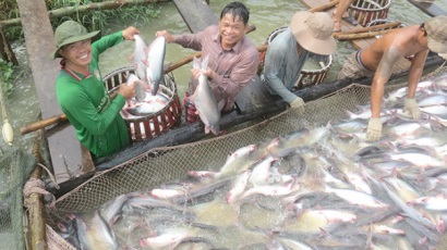 Thương lái Trung Quốc làm loạn giá cá tra