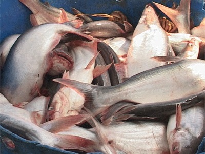 Giá cá tra nguyên liệu tăng cao