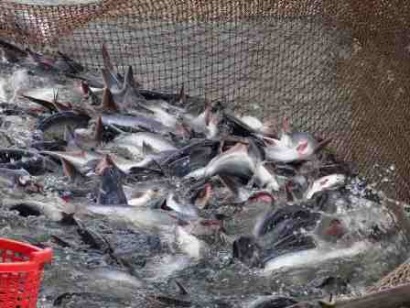 Giá cá tra vượt ngưỡng 30.000 đồng/kg