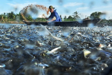 Giải pháp phát triển bền vững chuỗi sản xuất ngành cá tra
