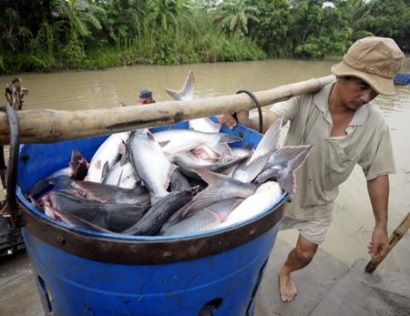 Đồng Tháp: Giá cá tra được dự báo sẽ tiếp tục tăng