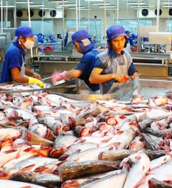 Kỹ thuật nuôi cá tra trong ao năng suất lớn cho lãi ròng