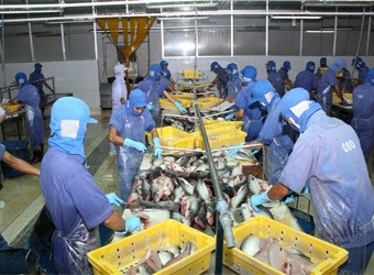 Chế biến cá minh thái của Việt Nam tăng mạnh