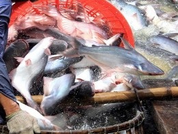 TCBC: Tổng kết dự án “Xây dựng chuỗi cung ứng cá tra bền vững tại Việt Nam”