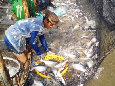 Không tăng diện tích nuôi cá tra vượt kiểm soát