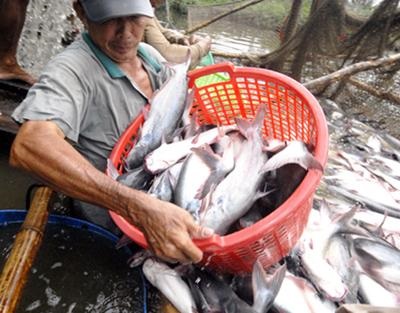 Tiền Giang: Giá cá tra nguyên liệu tăng mạnh