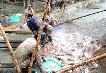 Thủ tướng: An Giang cần xây dựng thương hiệu cá tra, quyết liệt hơn trong xây dựng NTM