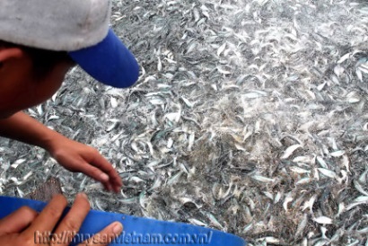 Giá cá tra giống tăng vọt