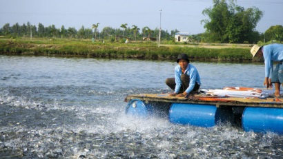 Hậu Giang: Toàn tỉnh có 46 cơ sở kinh doanh và sản xuất cá giống