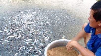Vĩnh Long: Sản lượng giống cá tra chỉ đáp ứng khoảng 20% nhu cầu