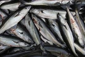 Na Uy: Xuất khẩu cá tuyết cod đạt kỷ lục mới