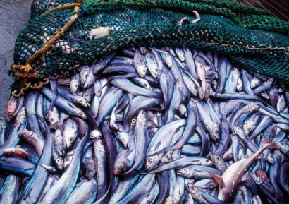 Nghiên cứu mới: Bức xạ Fukushima không ảnh hưởng đến cá di cư