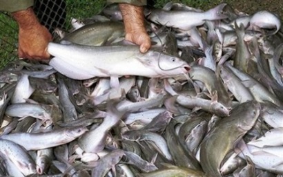 29-30/7/2019 – [Cần Thơ] Khóa đào tạo về quy định trong Chương trình thanh tra cá da trơn của Hoa Kỳ