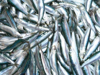 Châu Âu: Sản lượng cá nổi tăng 60%