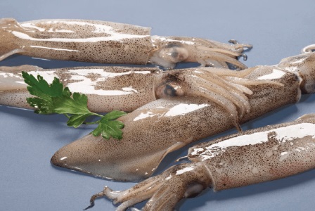 EU: Nhập khẩu mực ống Morocco tăng