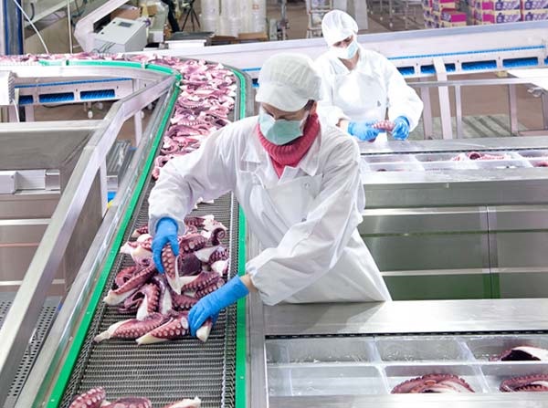 Giá bạch tuộc tại EU tăng nhẹ trước Giáng sinh