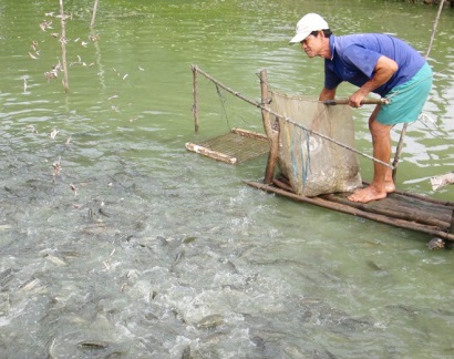 An Giang: Cá lóc giảm chỉ còn 23.000 đồng/kg, ngư dân kém vui