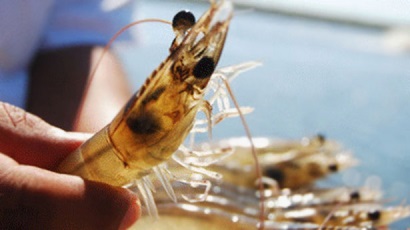 Phương pháp “mô tả thành phần” giúp truy xuất nguồn gốc tôm 