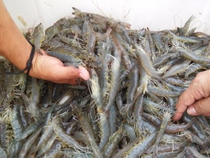 Mỹ: Nhập khẩu tôm tăng 15% trong tháng 2