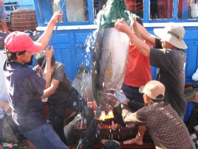 Sản lượng khai thác cá ngừ 3 tỉnh miền Trung tăng 9,1%