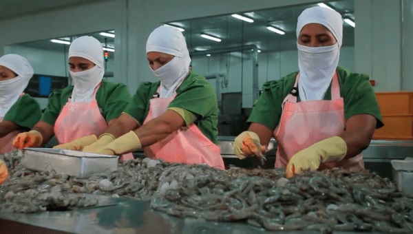 Ecuador phục hồi xuất khẩu tôm sang Trung Quốc 